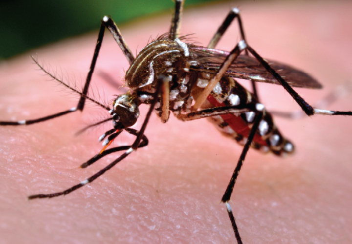 卫生官员就圣地亚哥发现的危险蚊子物种发出警告