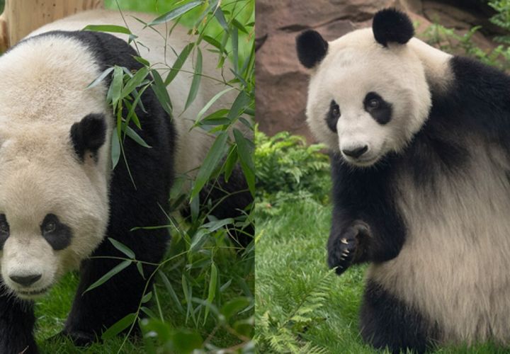 大熊猫“云川”和“鑫宝”将于8月8日起在圣地亚哥动物园向游客亮相