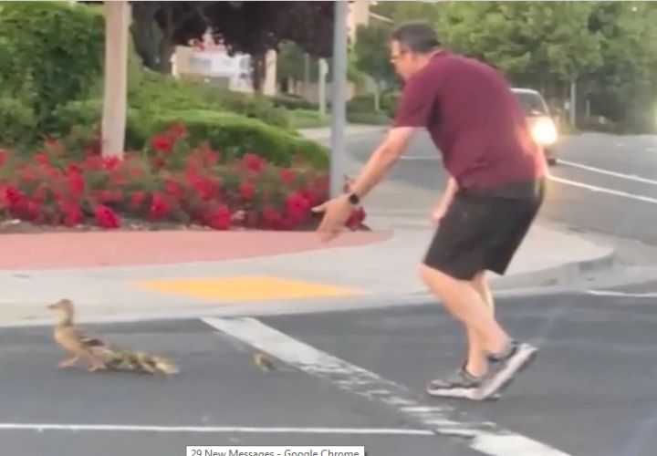 加州一位好心男子下车帮助鸭子过马路，结果被车撞死