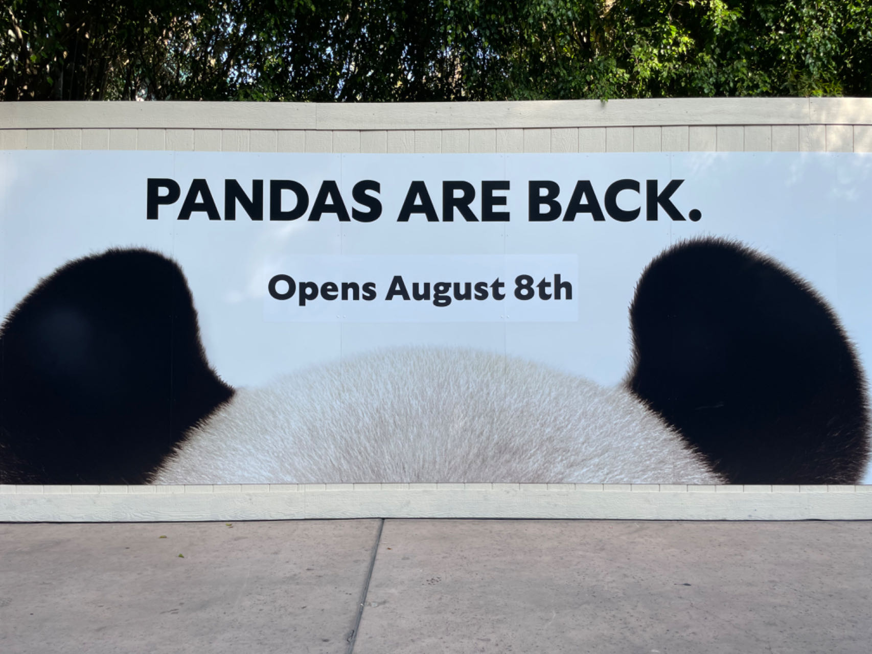 2024 08 06 panda 4